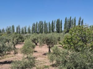 Vista finca